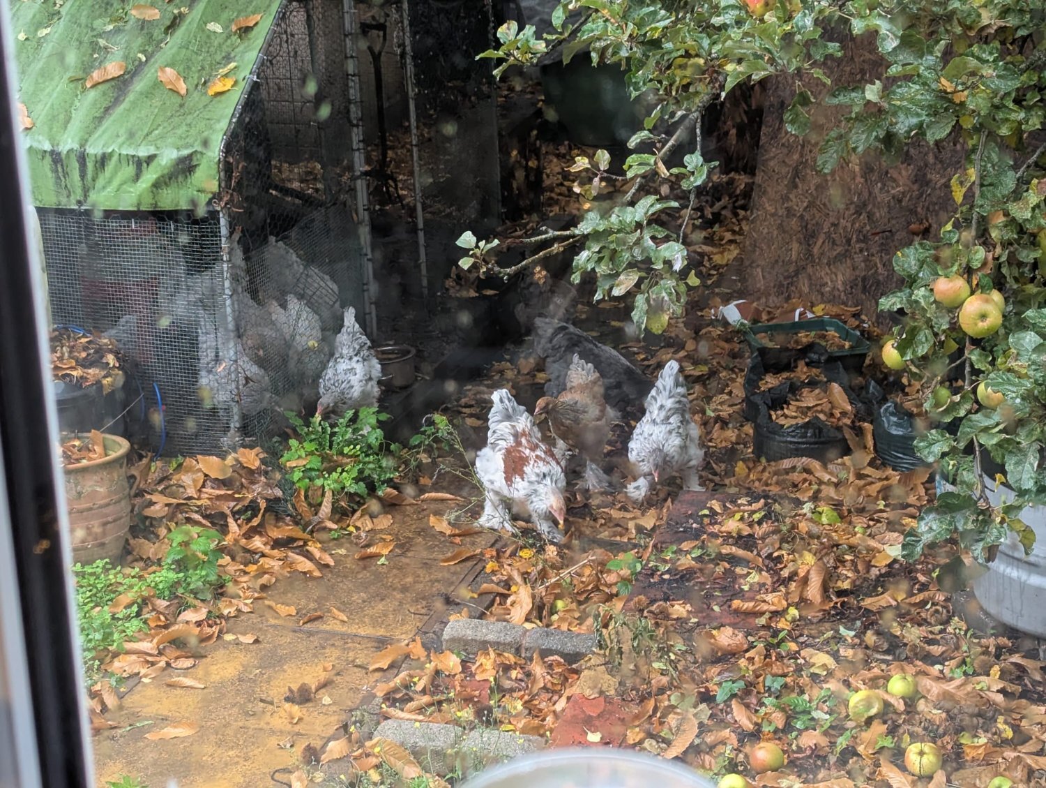 Other Poultry - {TYPE}