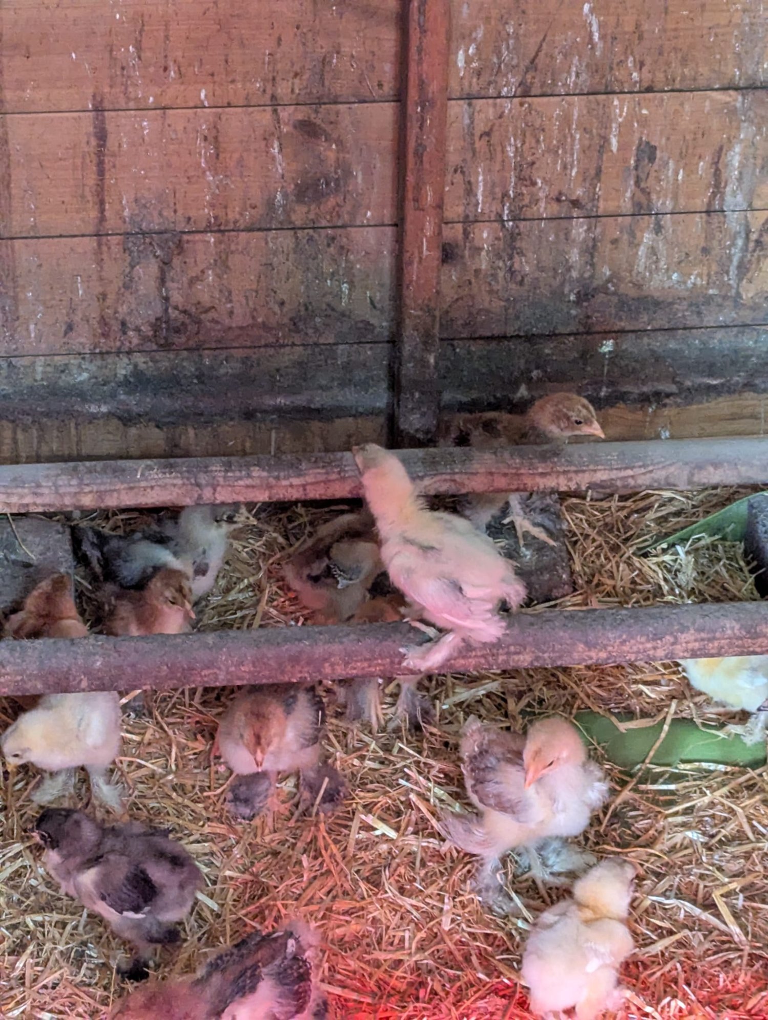 Other Poultry - Brahma Chicken Flock 1 Year Old. 4 roosters, 9 hens