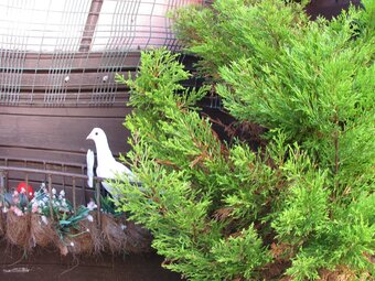 white pigeons for sale logans