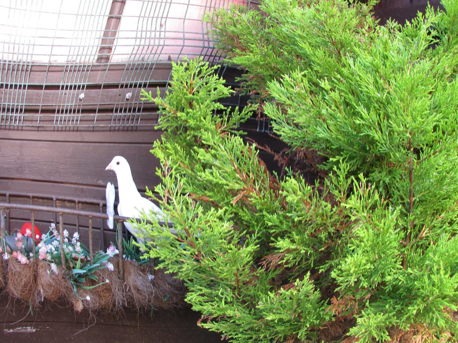 white pigeons for sale logans in {LOCATION}