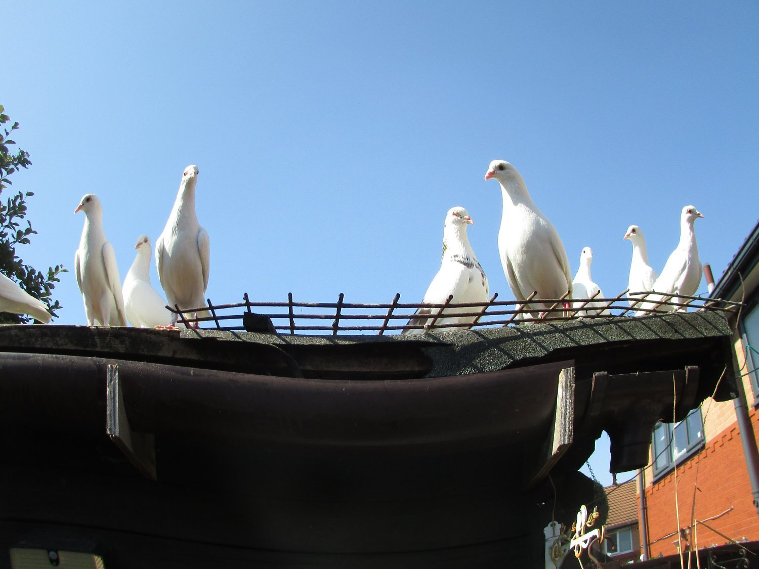 Pigeons