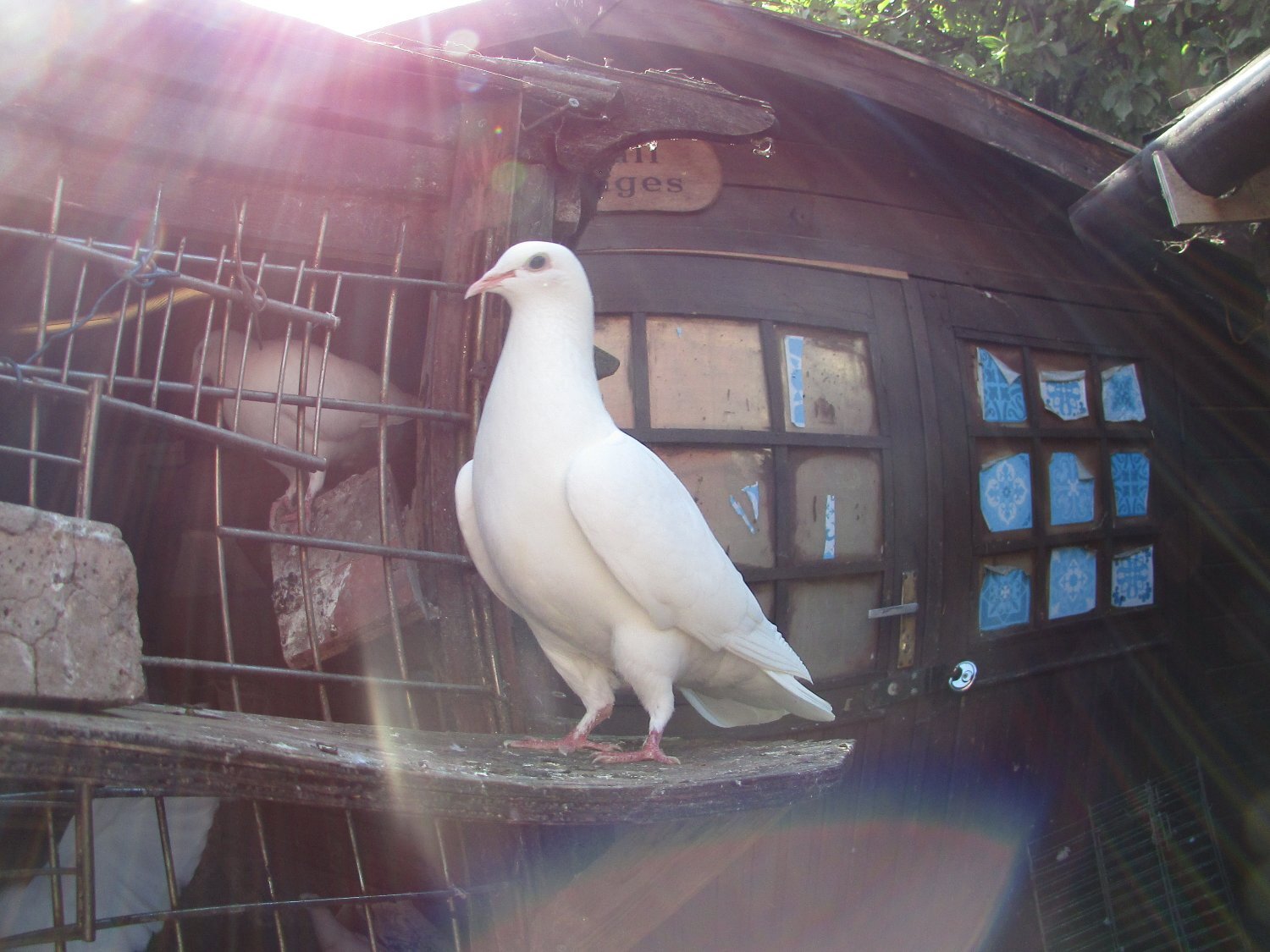 Pigeons - {TYPE}