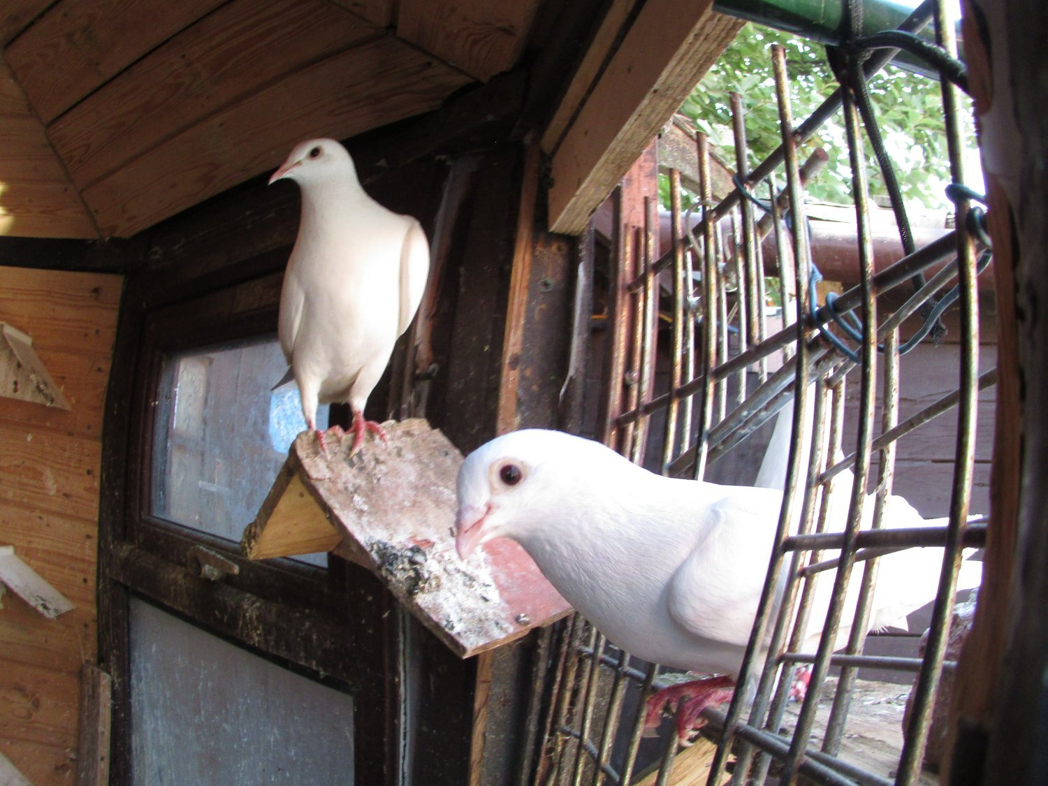 Pigeons - white pigeons for sale logans