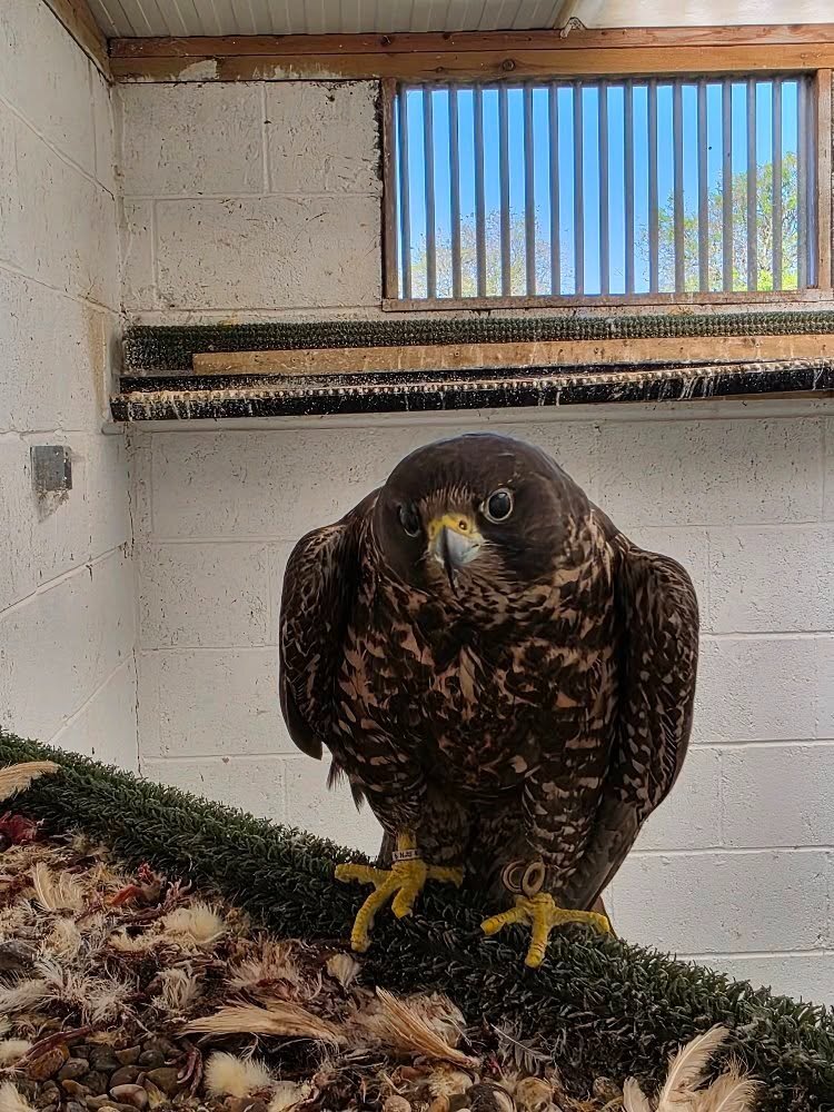 Falcons - Multiple falcons for Sale