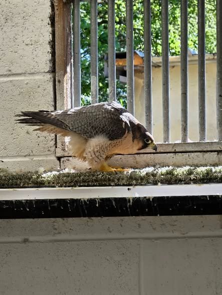 Falcons