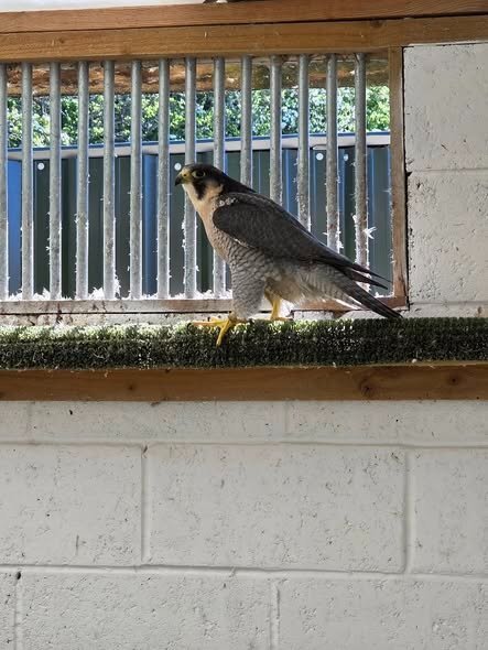 Falcons - {TYPE}