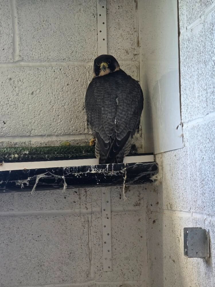 Multiple falcons for Sale - Falcons