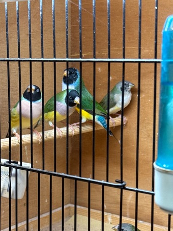 2026 Gouldians for sale