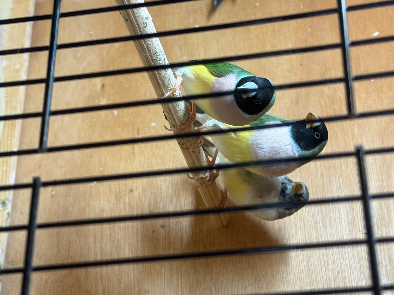 Finches