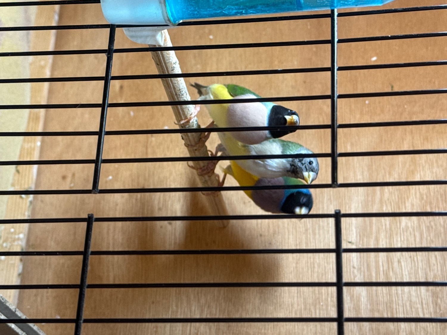 Finches - 2026 Gouldians for sale