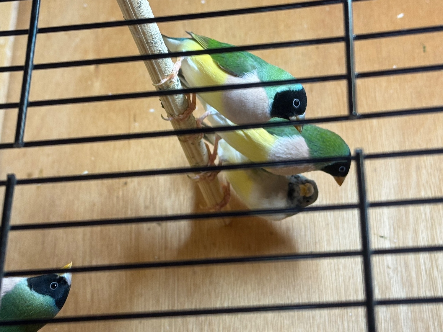 2026 Gouldians for sale - Finches