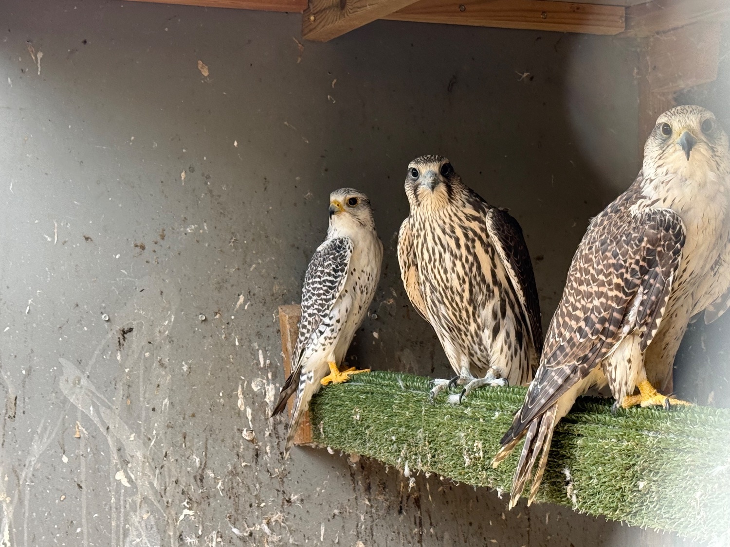 Falcons