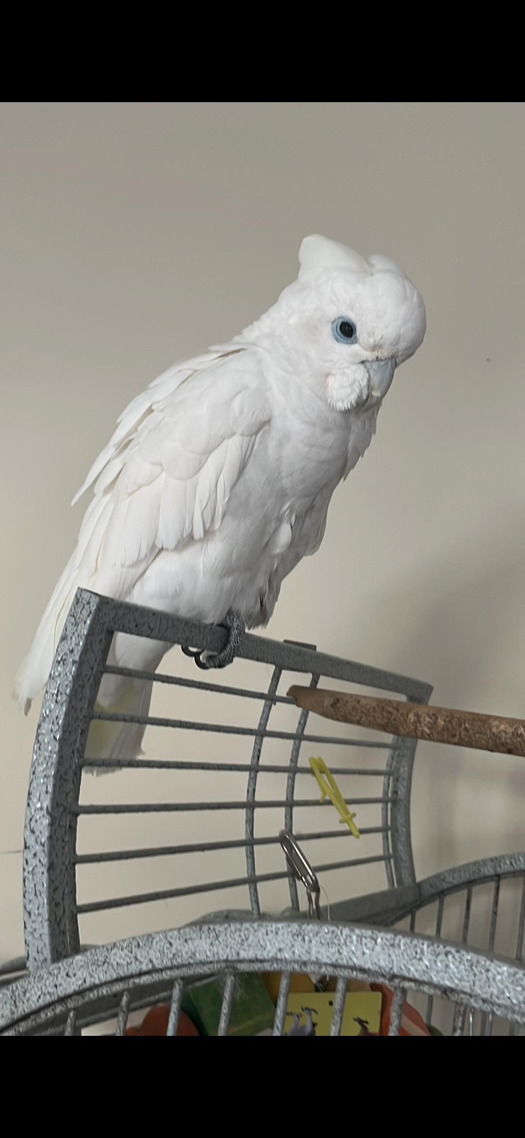 Ducorps cockatoo female in {LOCATION}