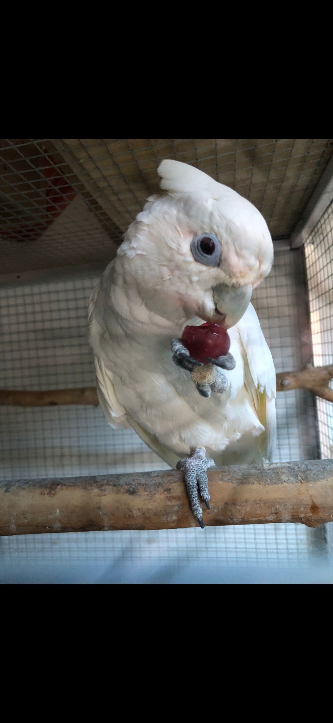Cockatoos