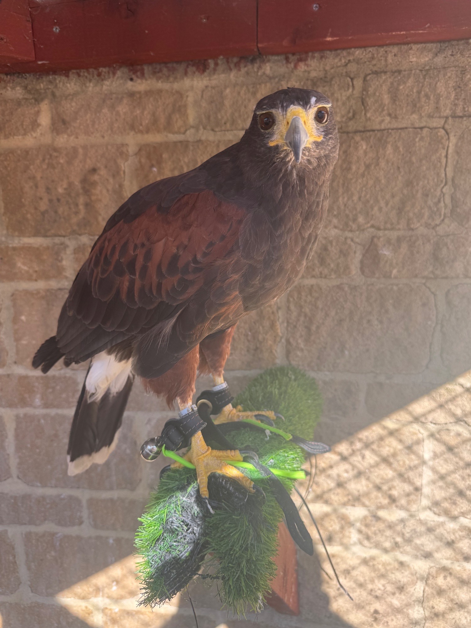 Hawks