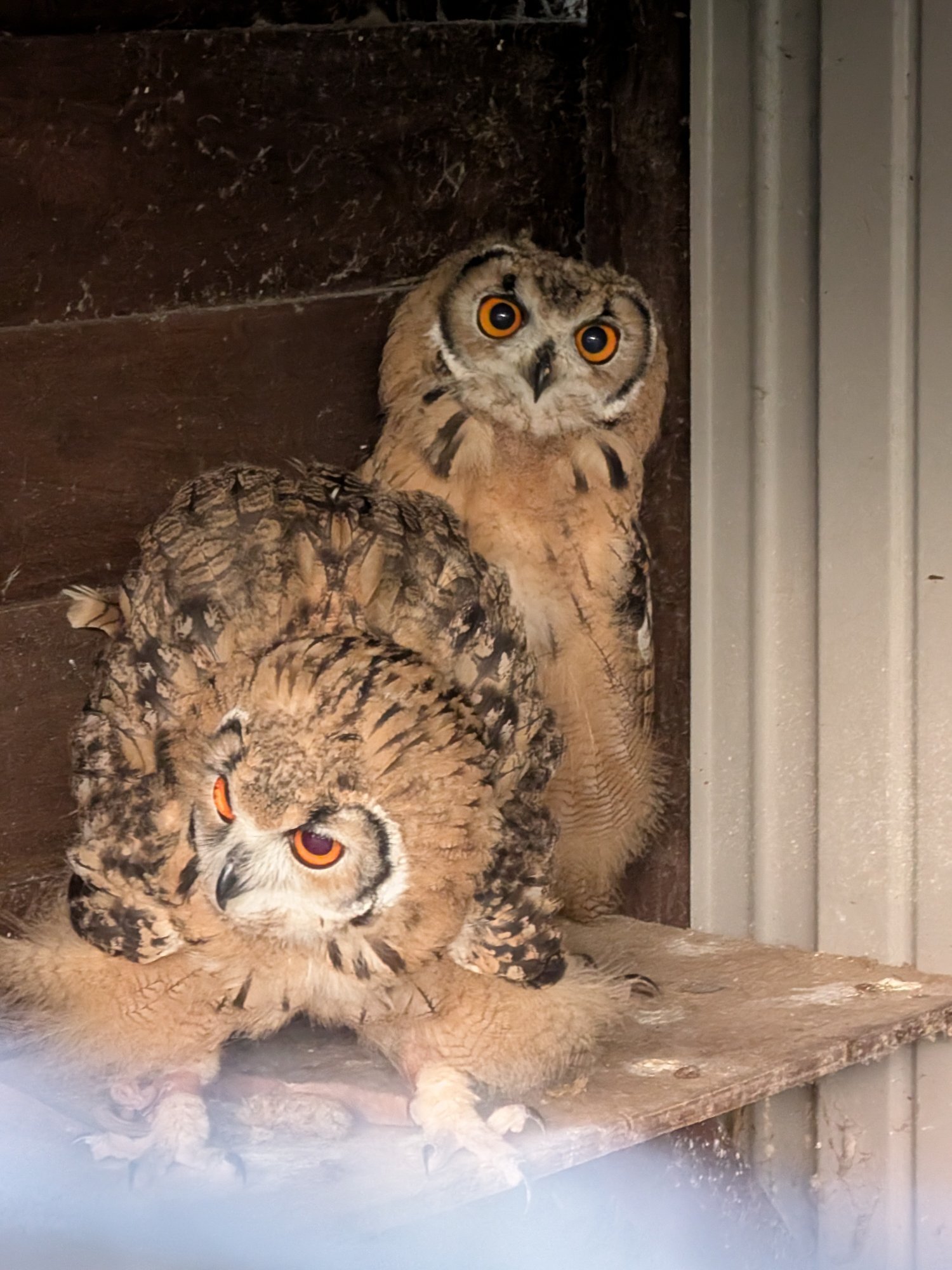 Baby Bengals Owls - parent reared  in {LOCATION}