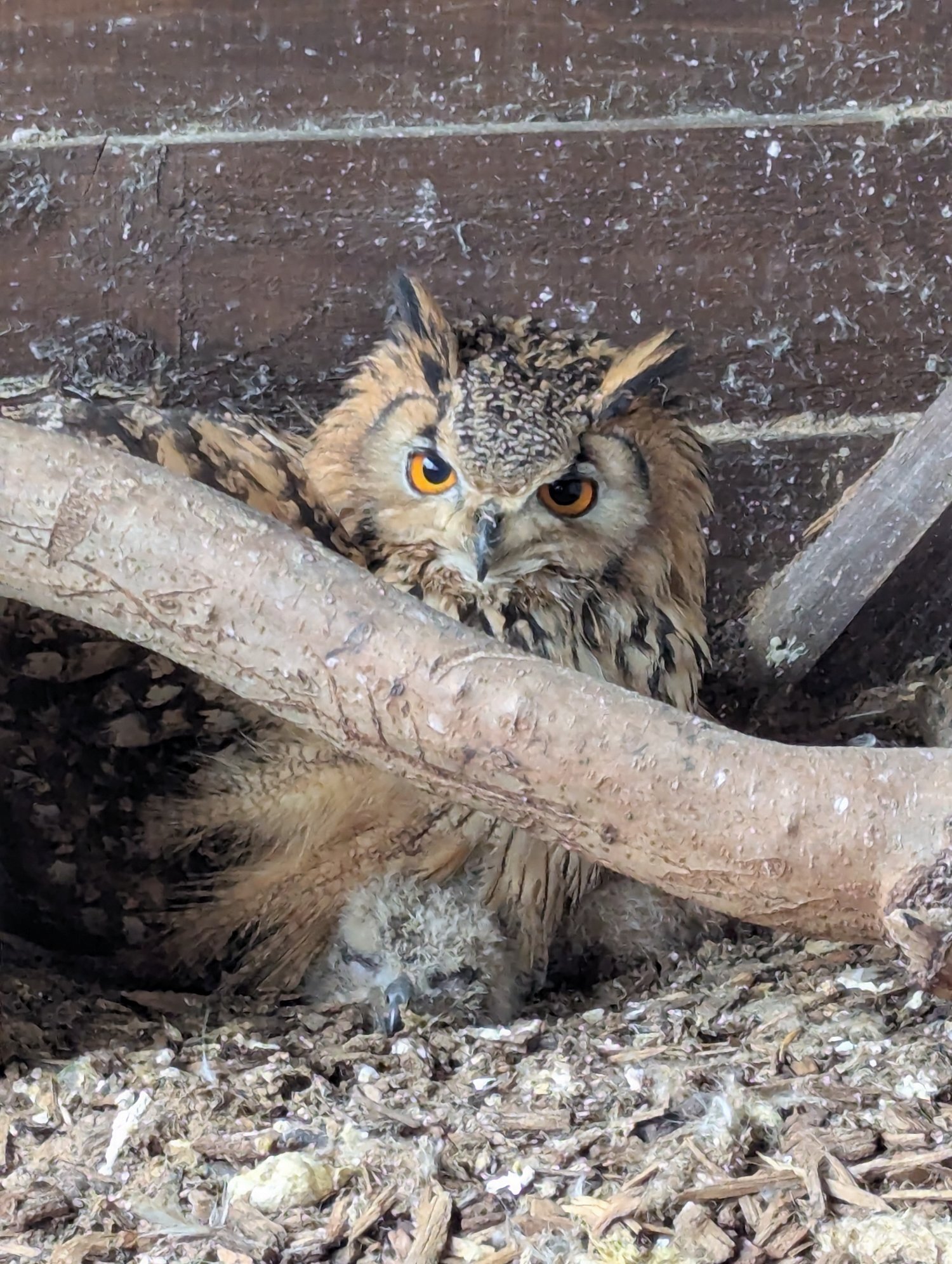Owls