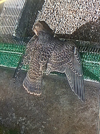 2026 Male/Female Peregrine Falcons (PR)