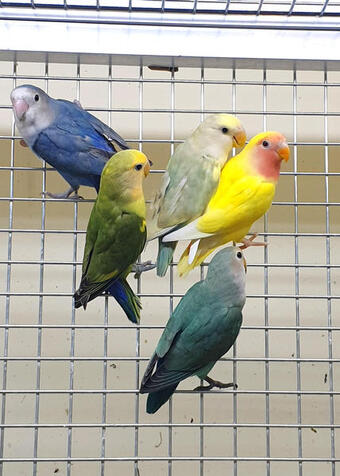 Baby Love birds