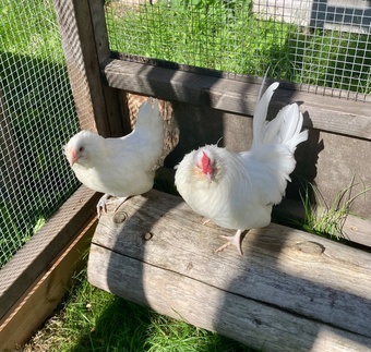 Young pair of barbu d’Anvers bantams 