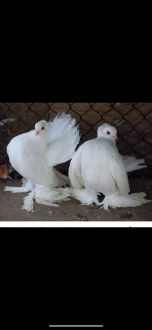 Pigions sybirians white  