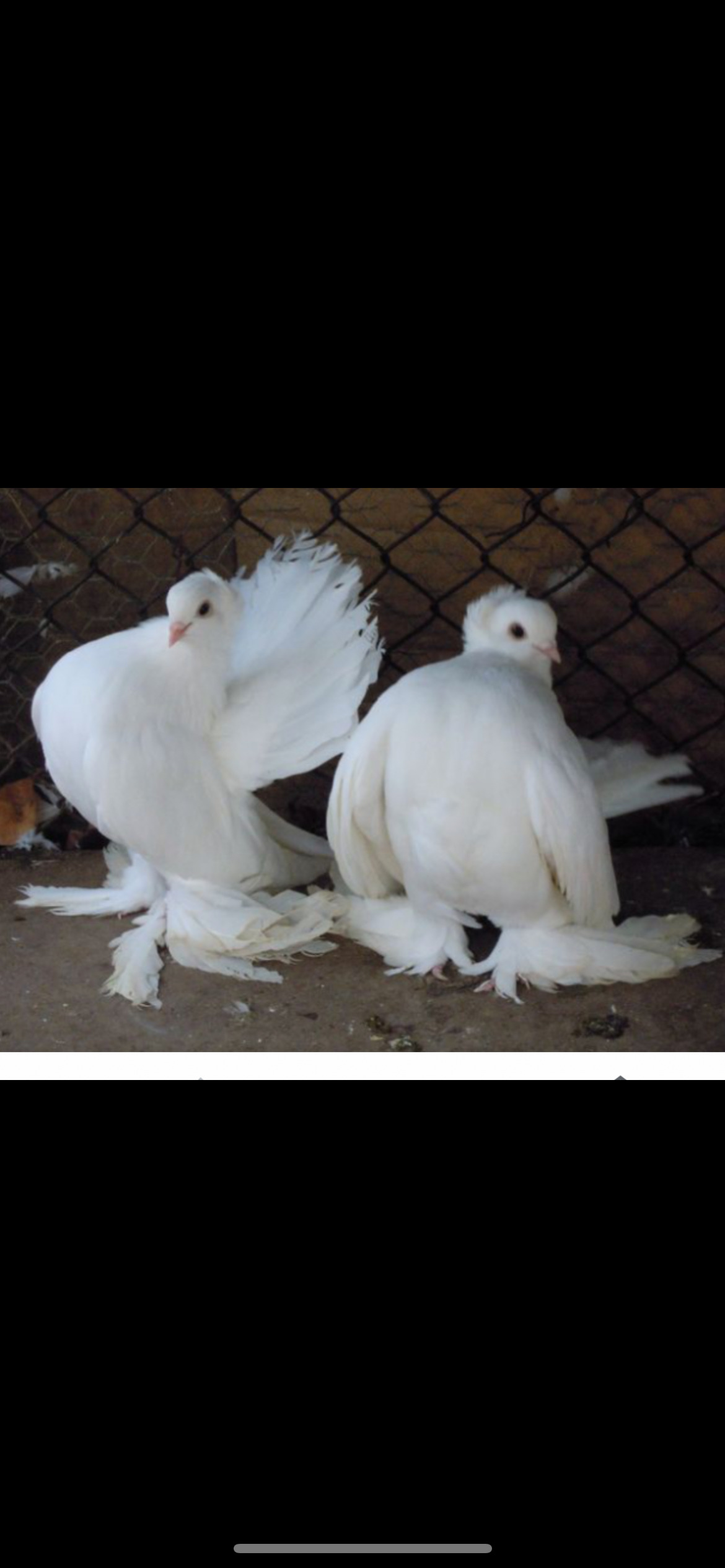 Pigions sybirians white   in {LOCATION}