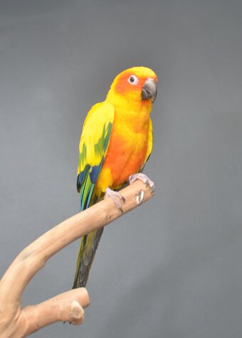 Baby Sun Conures