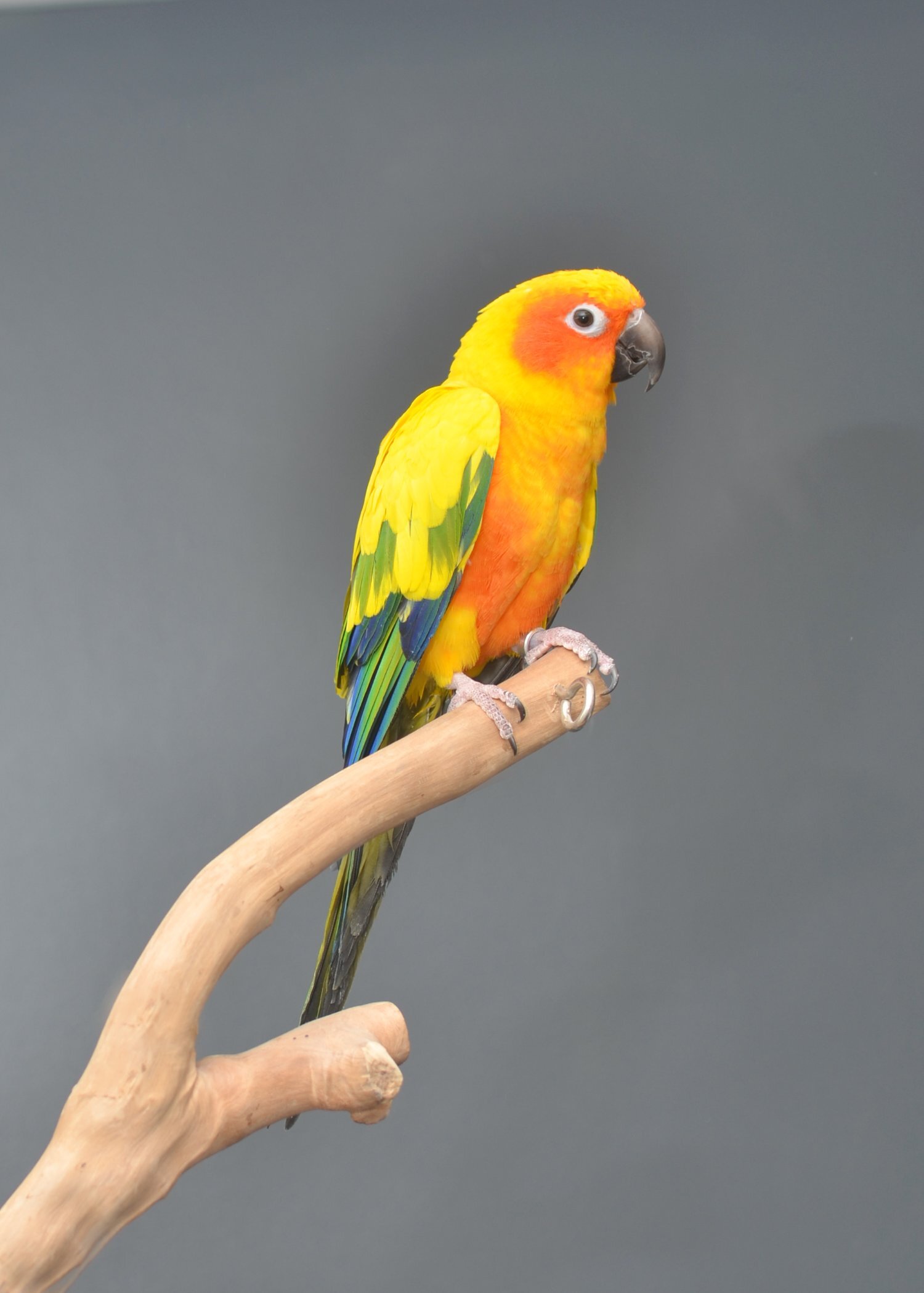 Conures
