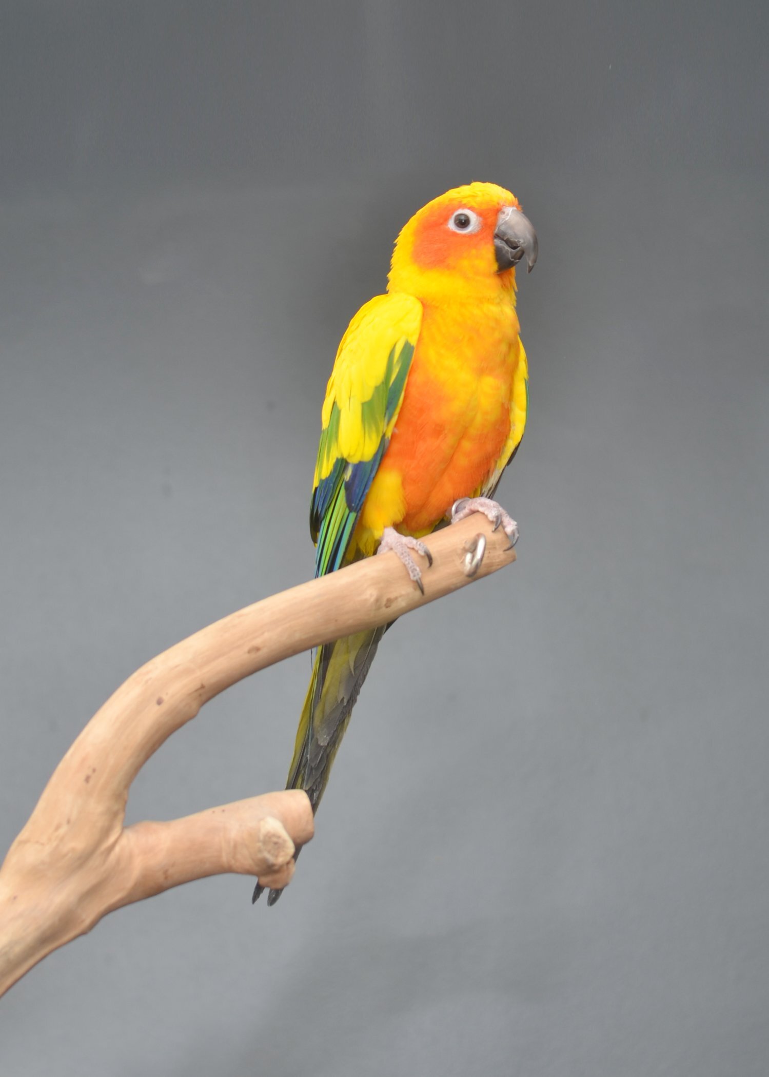 Conures - {TYPE}