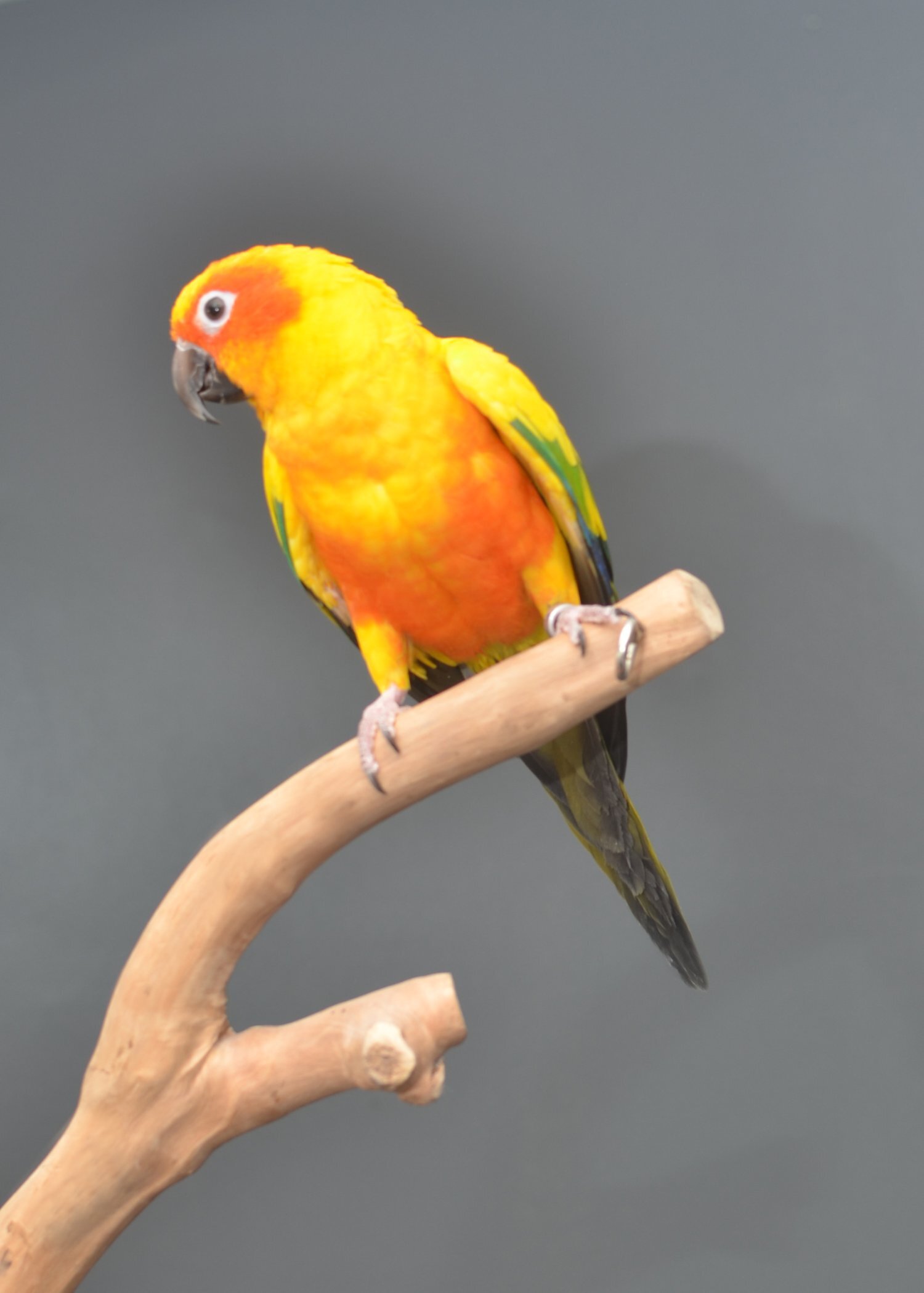 Conures - Baby Sun Conures
