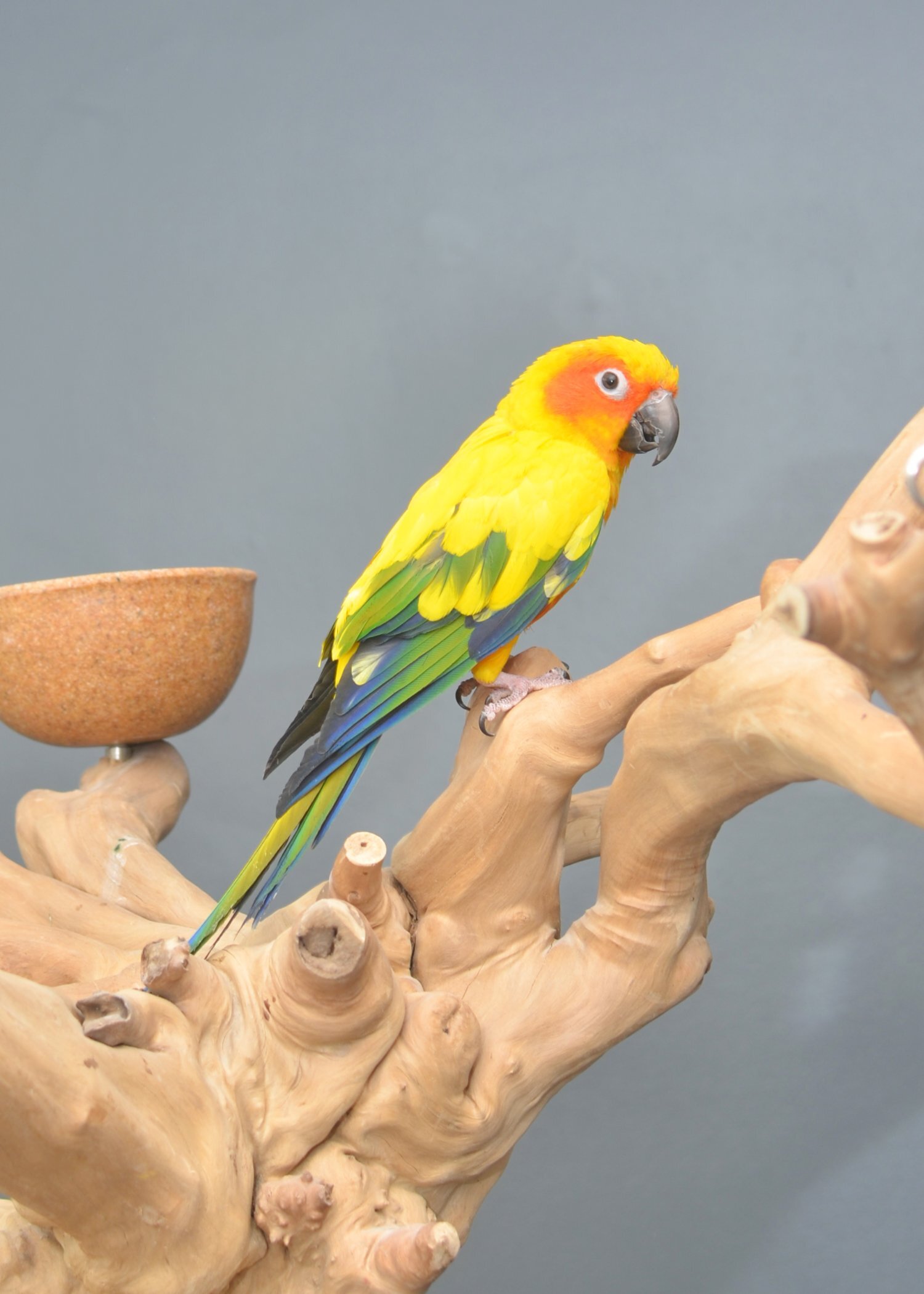 Baby Sun Conures - Conures