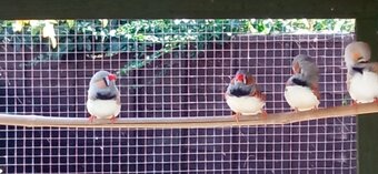 4 lovely male Zebra finches for sale
