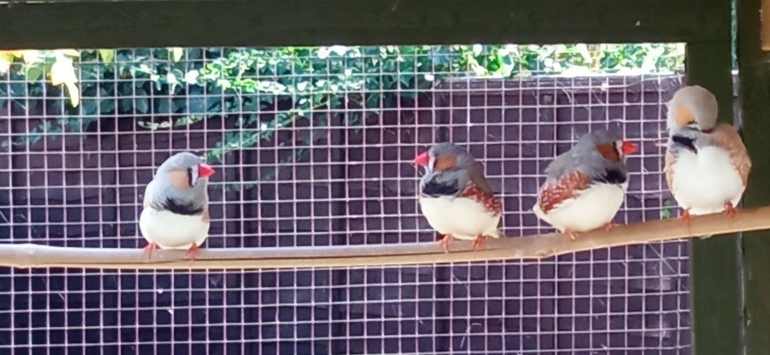 Finches