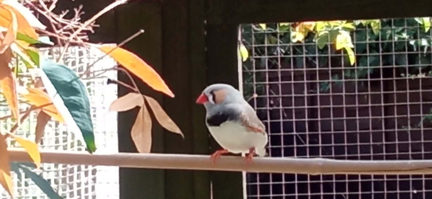 Finches - {TYPE}