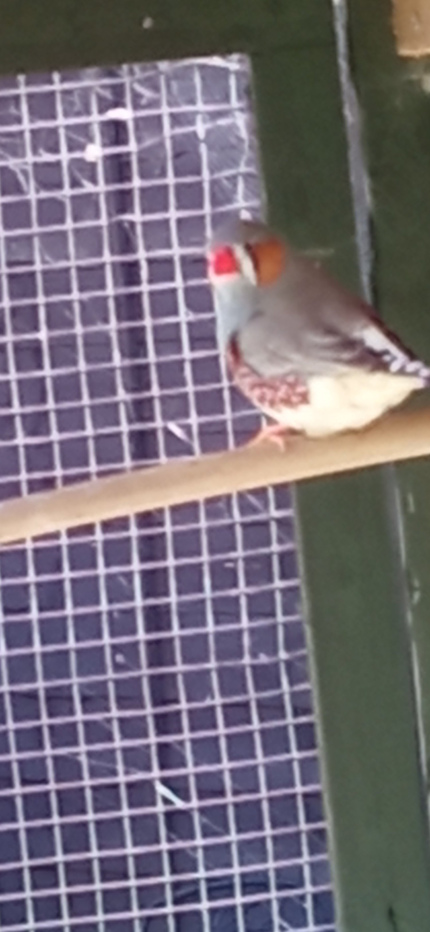 Finches - 4 lovely male Zebra finches for sale