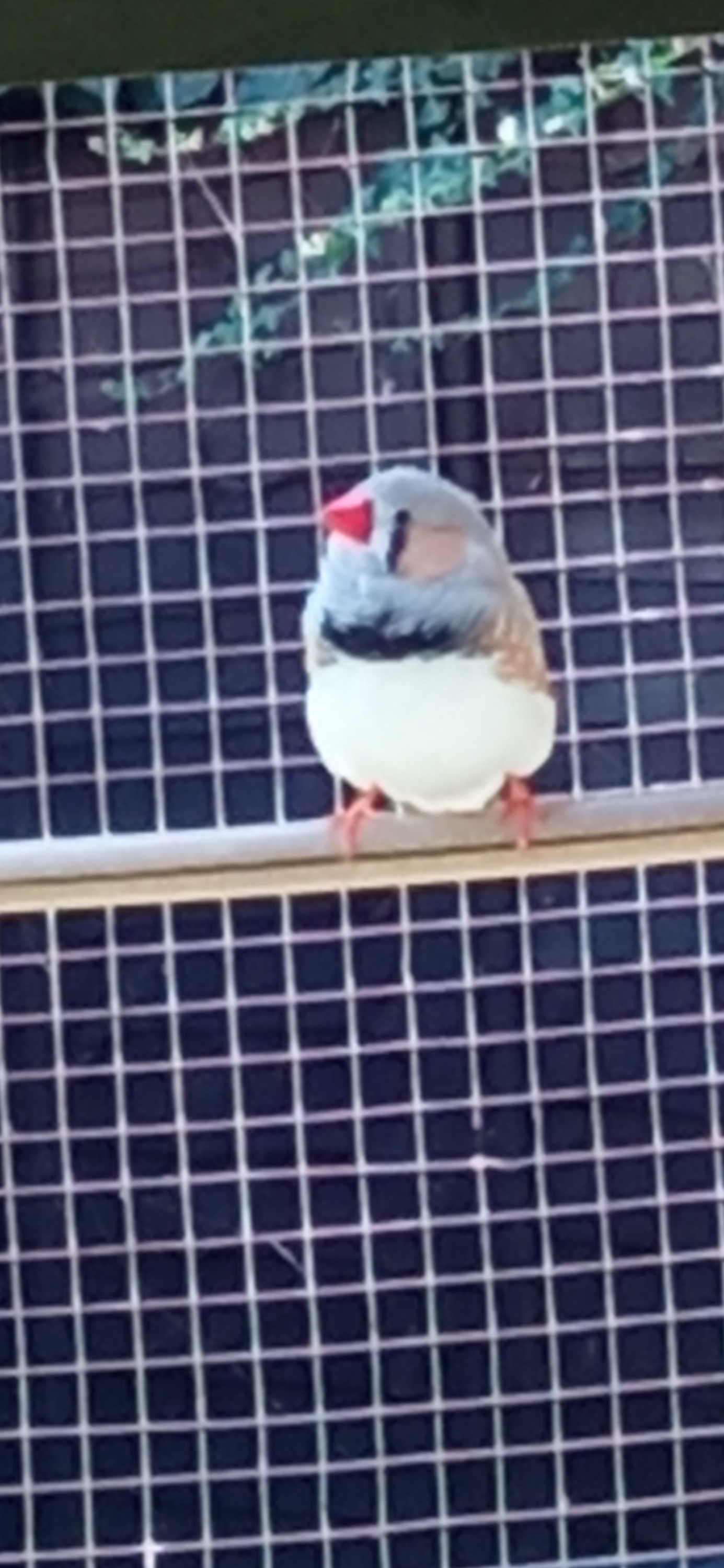 4 lovely male Zebra finches for sale - Finches