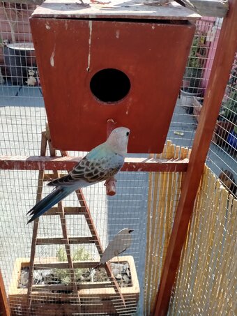 3 x stunning young Blue Bourke parakeets for sale.