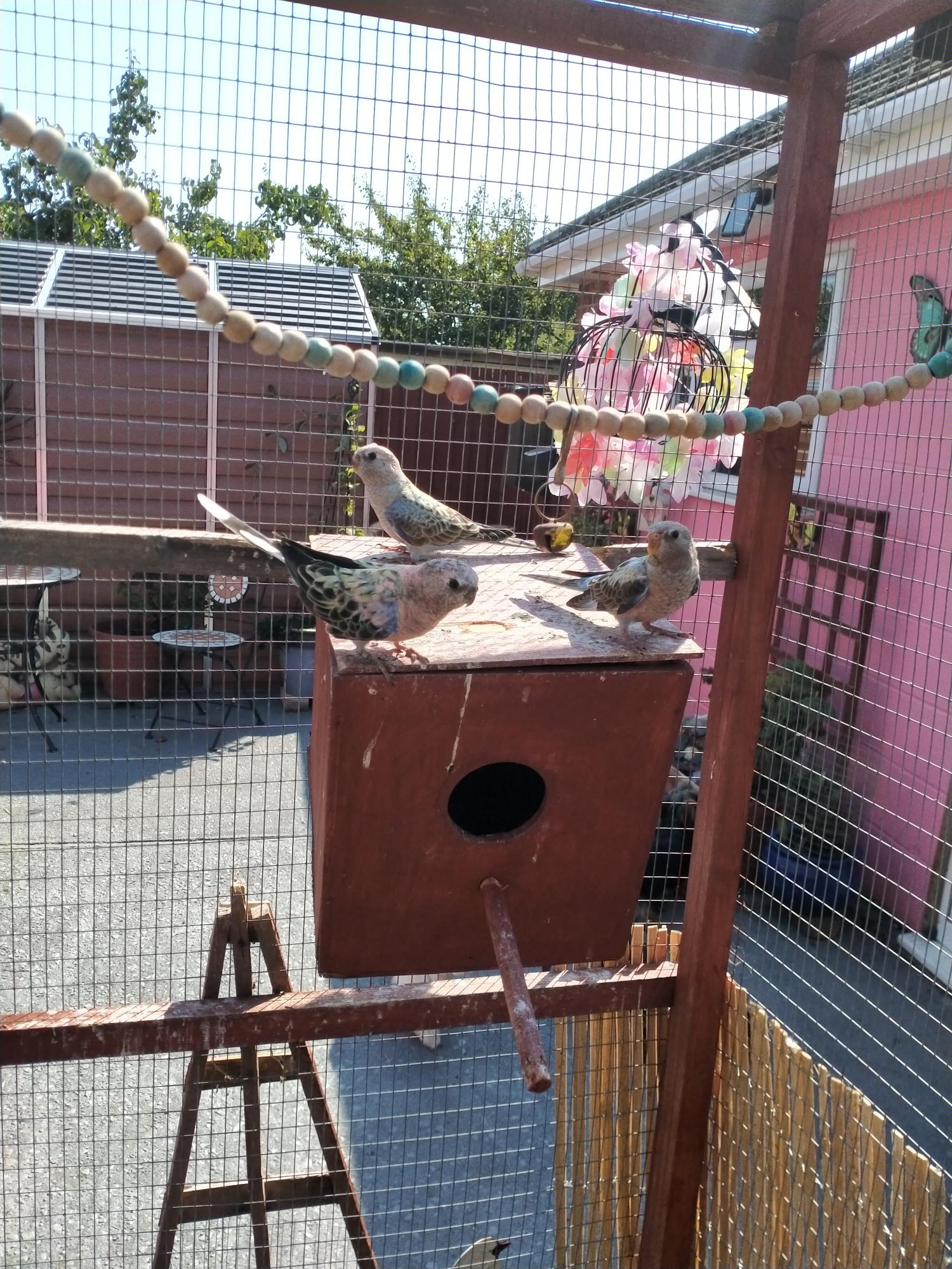 Other Parrots
