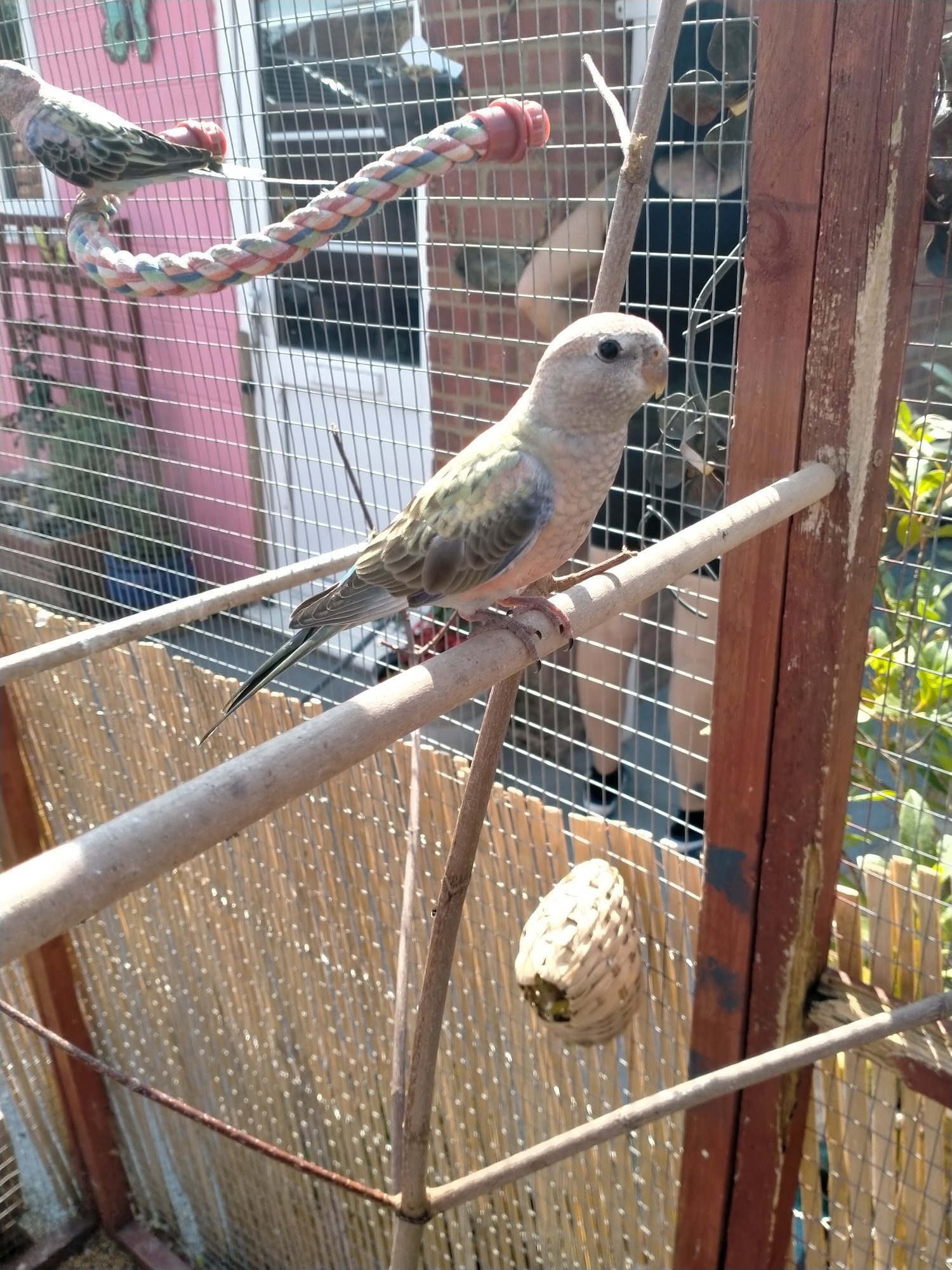 Other Parrots - {TYPE}