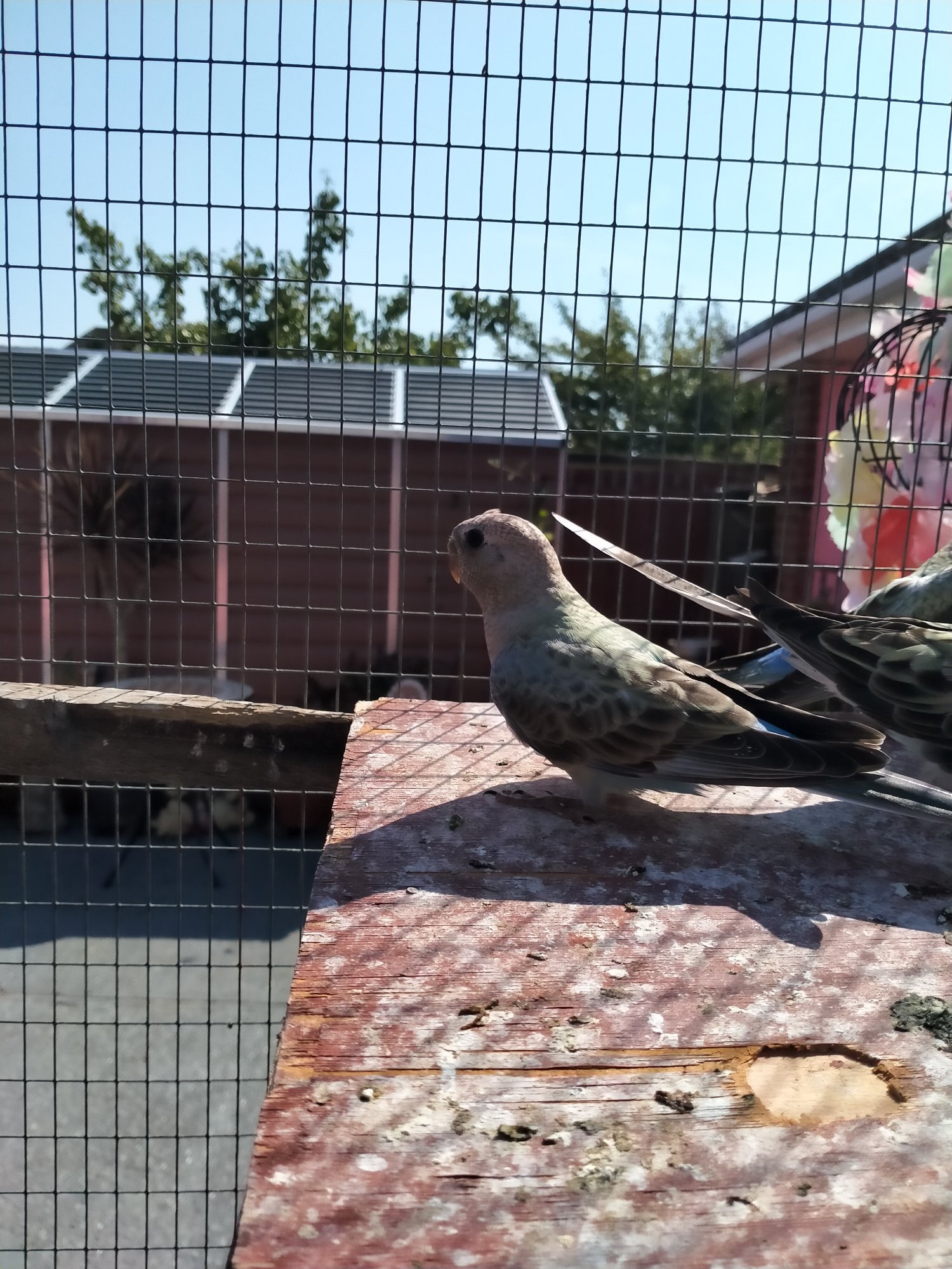 Other Parrots - 3 x stunning young Blue Bourke parakeets for sale.