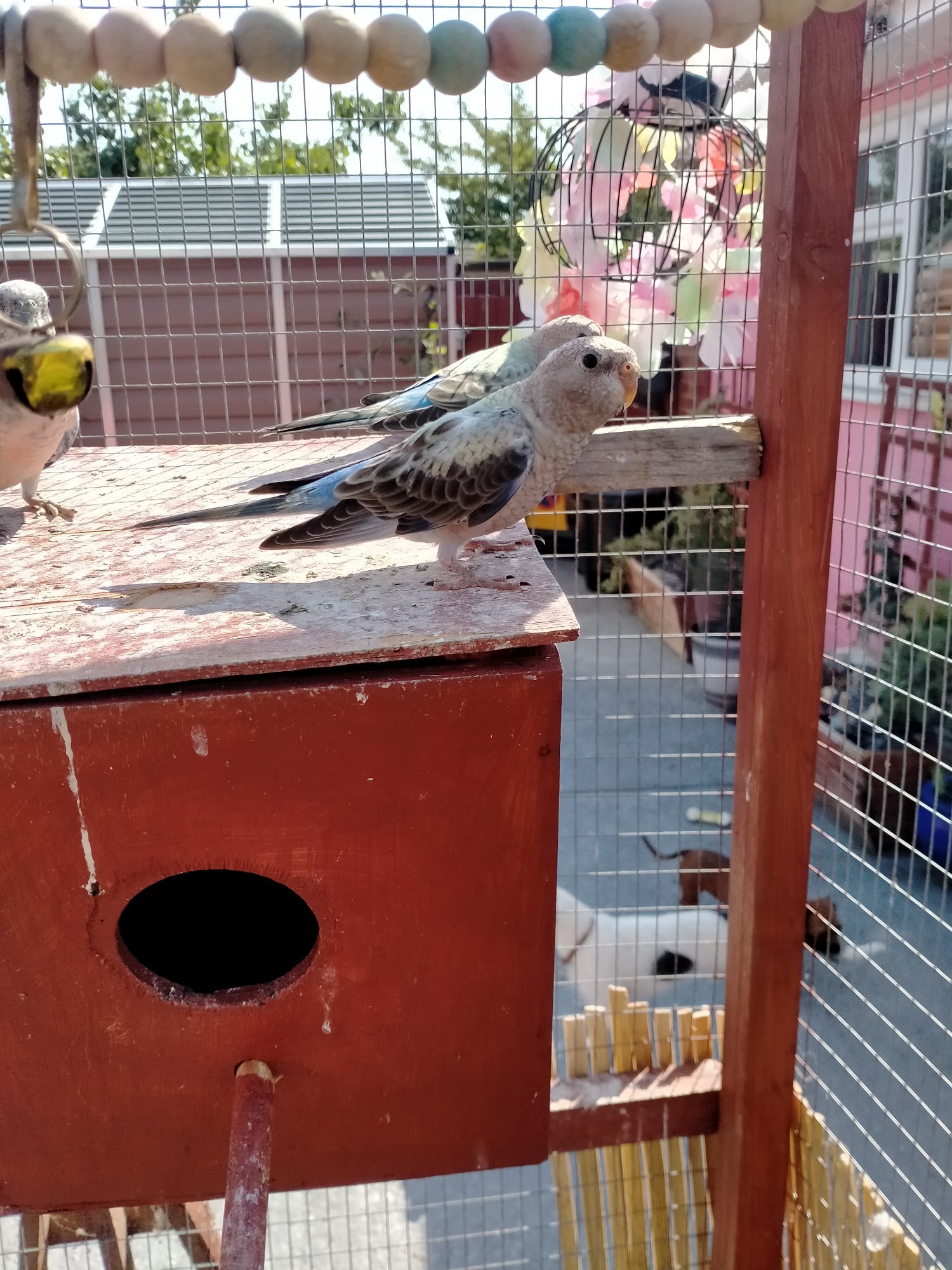 3 x stunning young Blue Bourke parakeets for sale. - Other Parrots