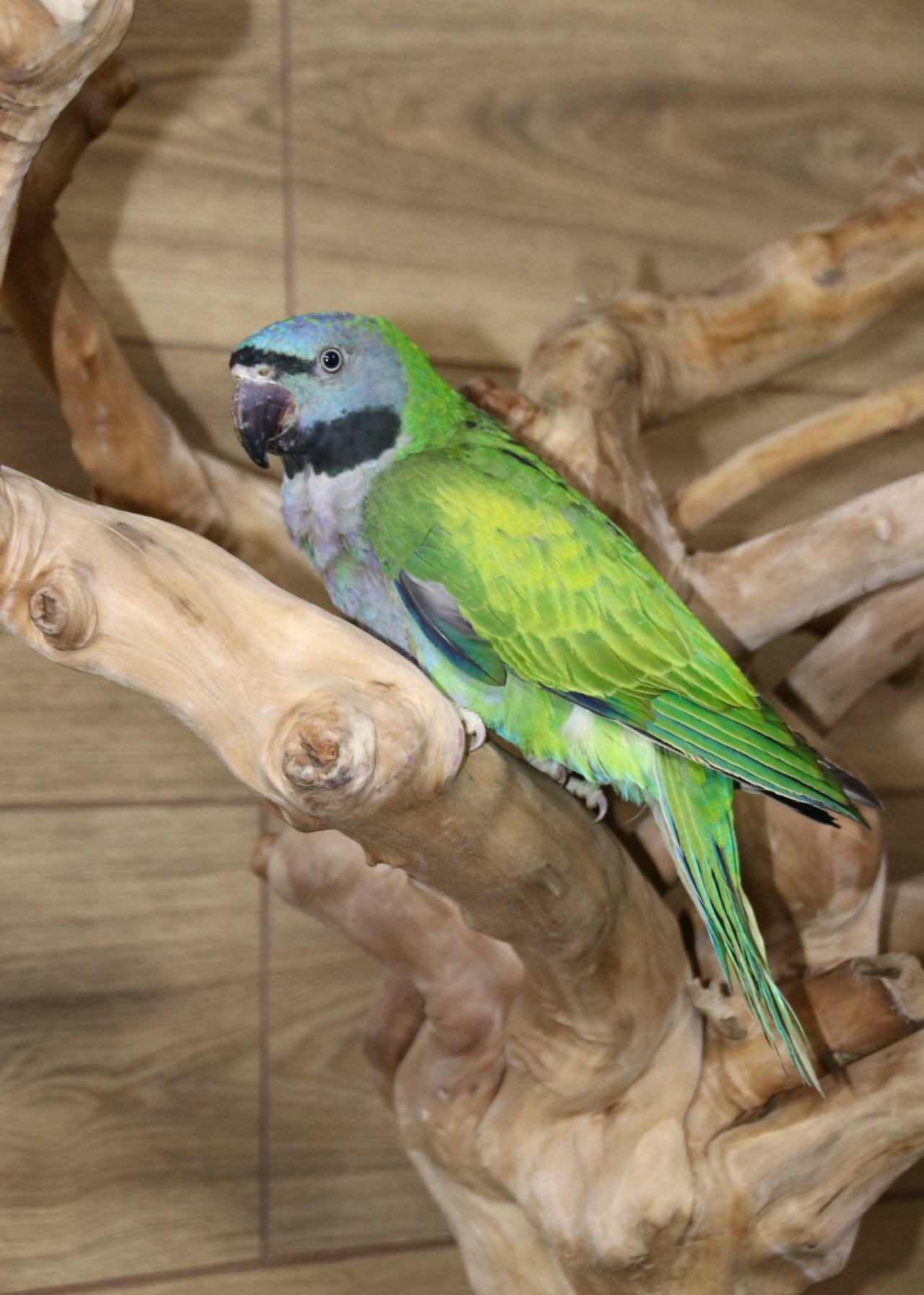 Baby Derbyen Talking Parrot in {LOCATION}