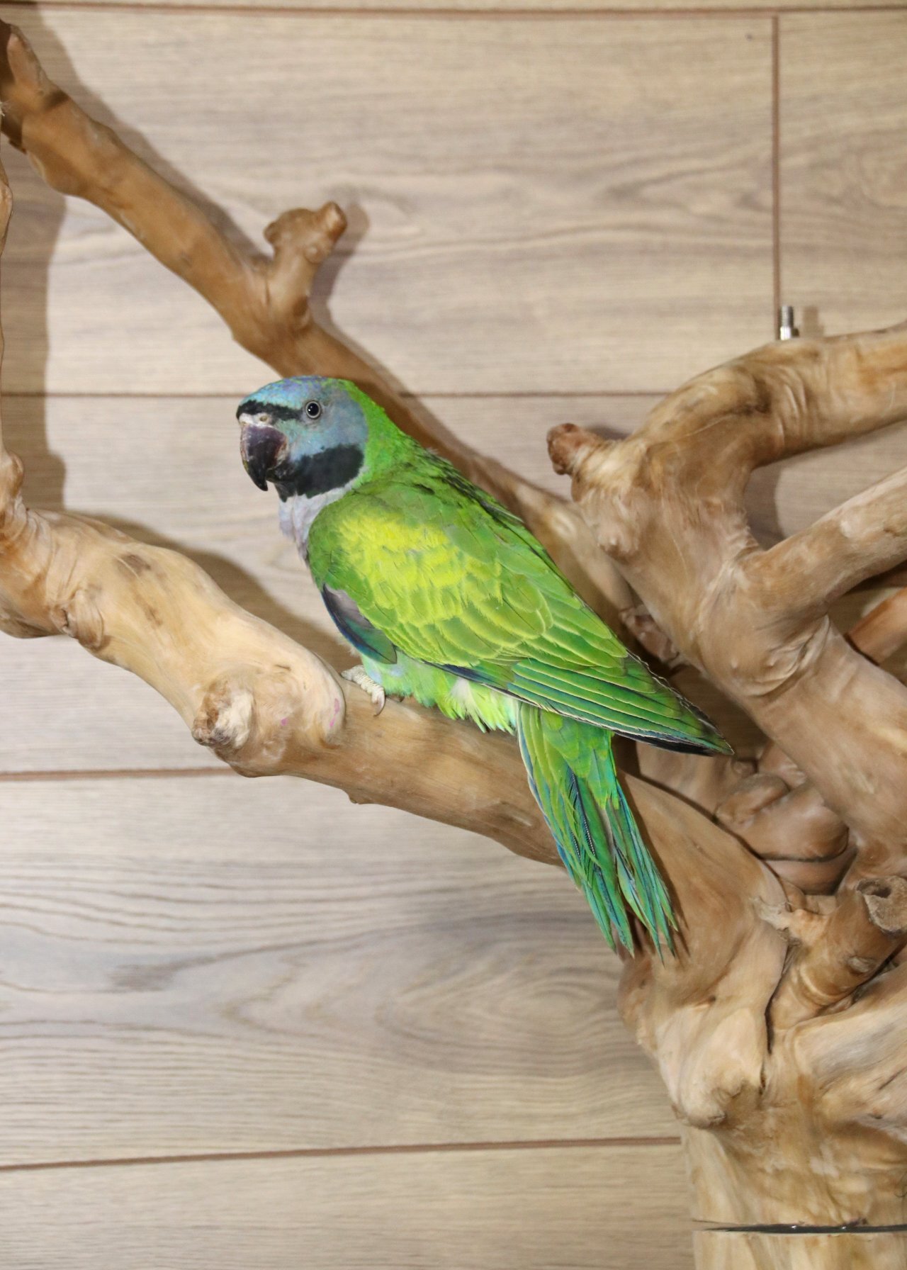 Other Parrots