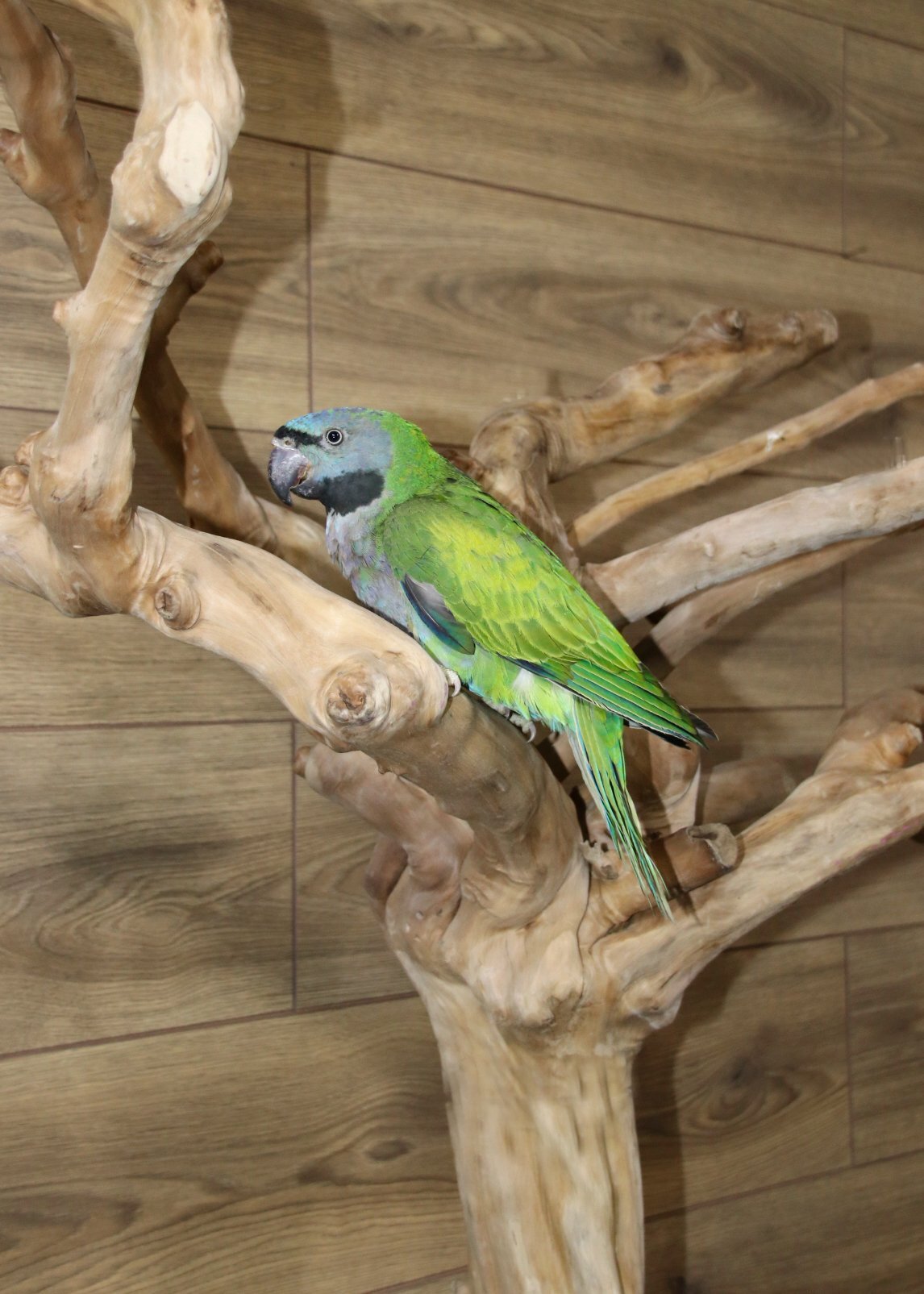 Other Parrots - {TYPE}