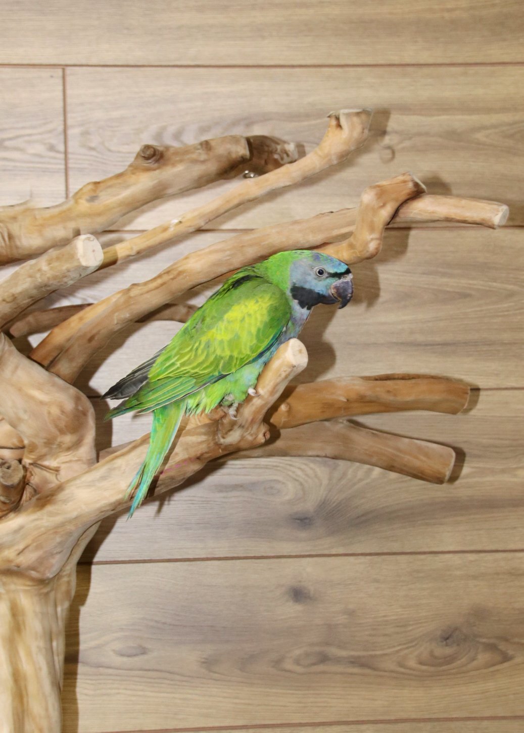 Other Parrots - Baby Derbyen Talking Parrot
