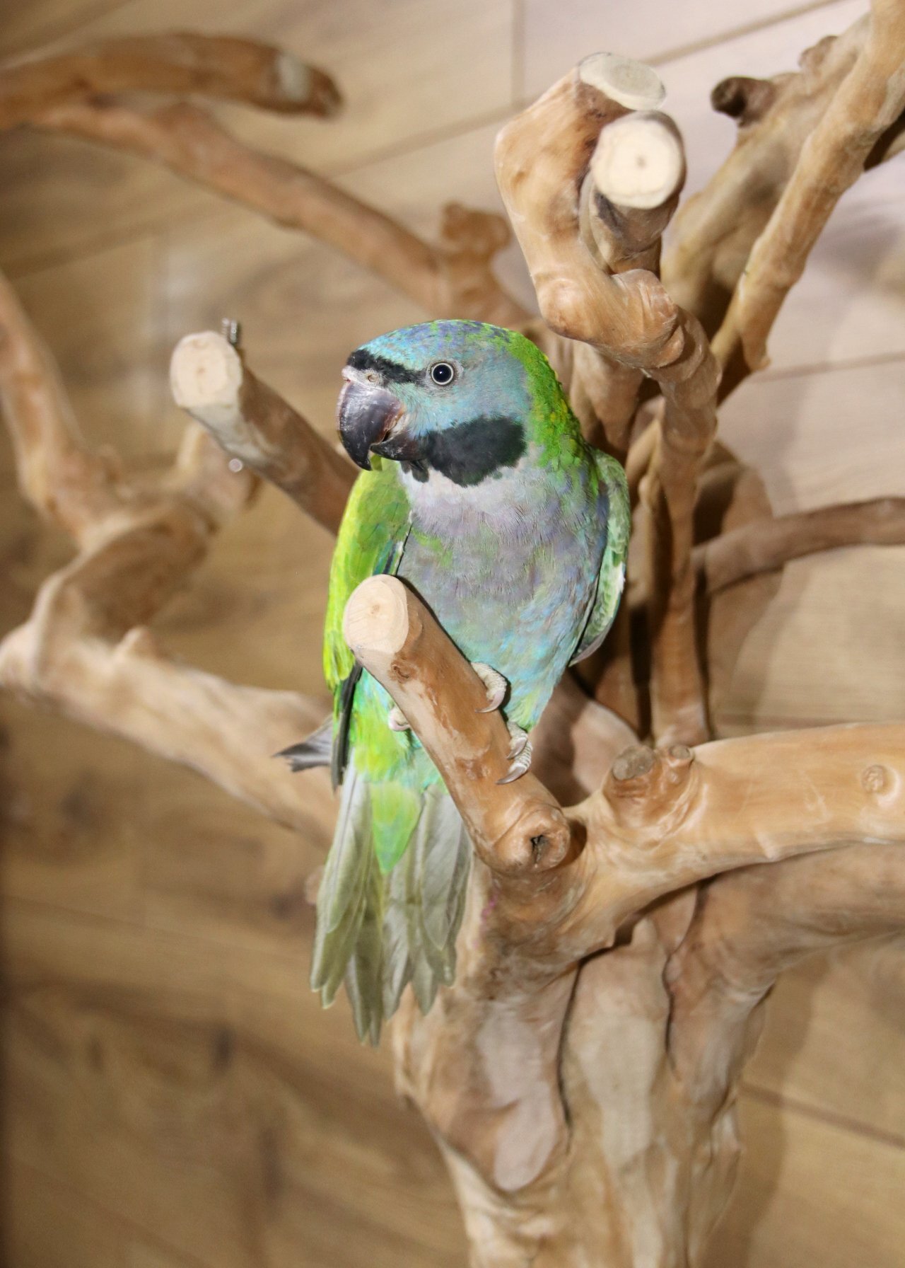 Baby Derbyen Talking Parrot - Other Parrots