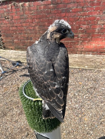 Female Peregrine Falcon 2026 hatched 15th May