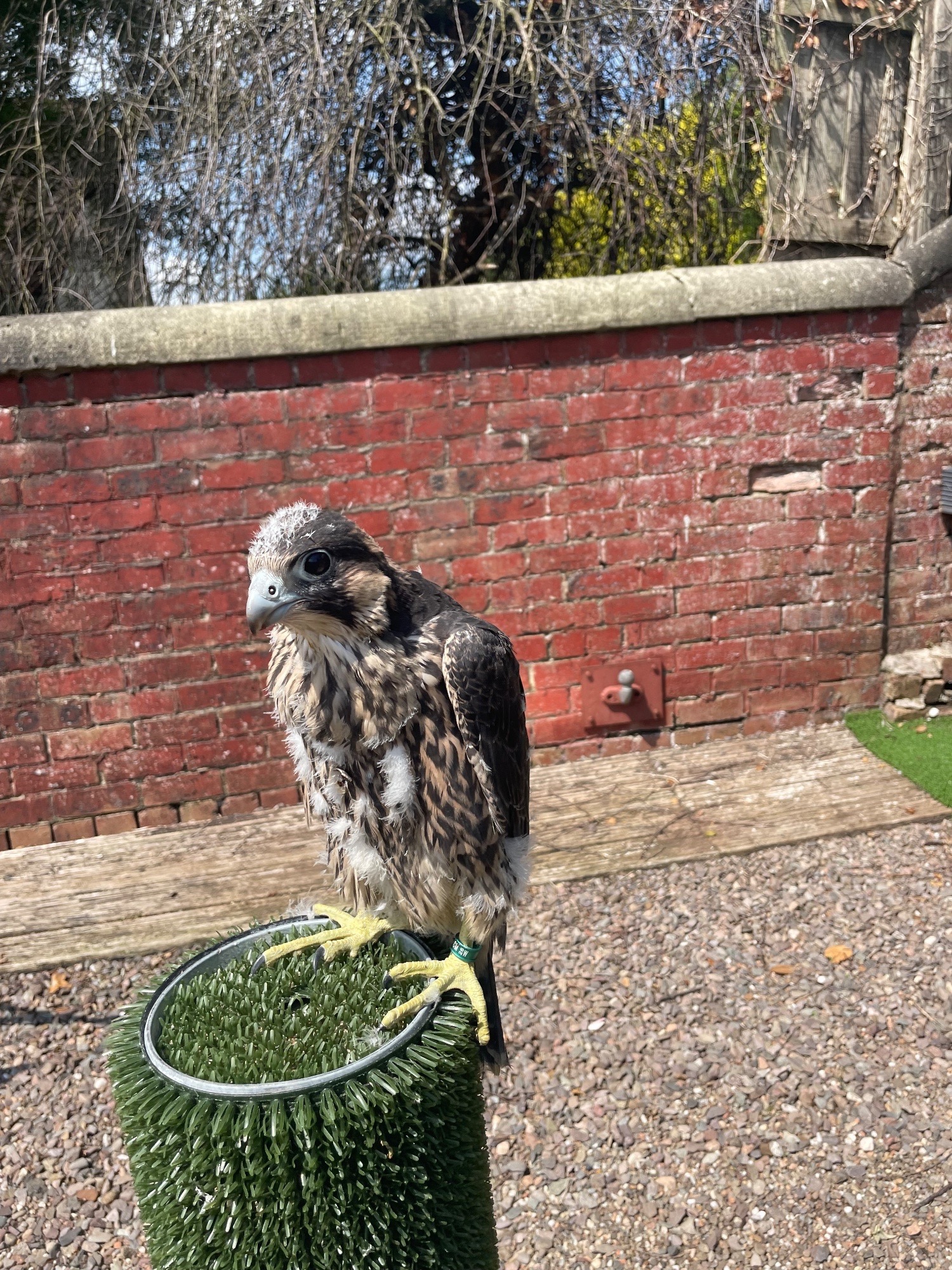 Falcons - {TYPE}