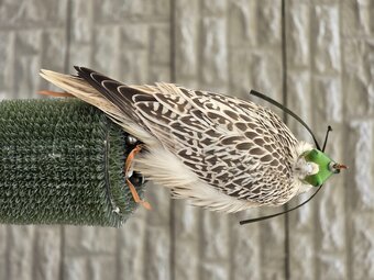 Male Gyr x Saker 13weeks old