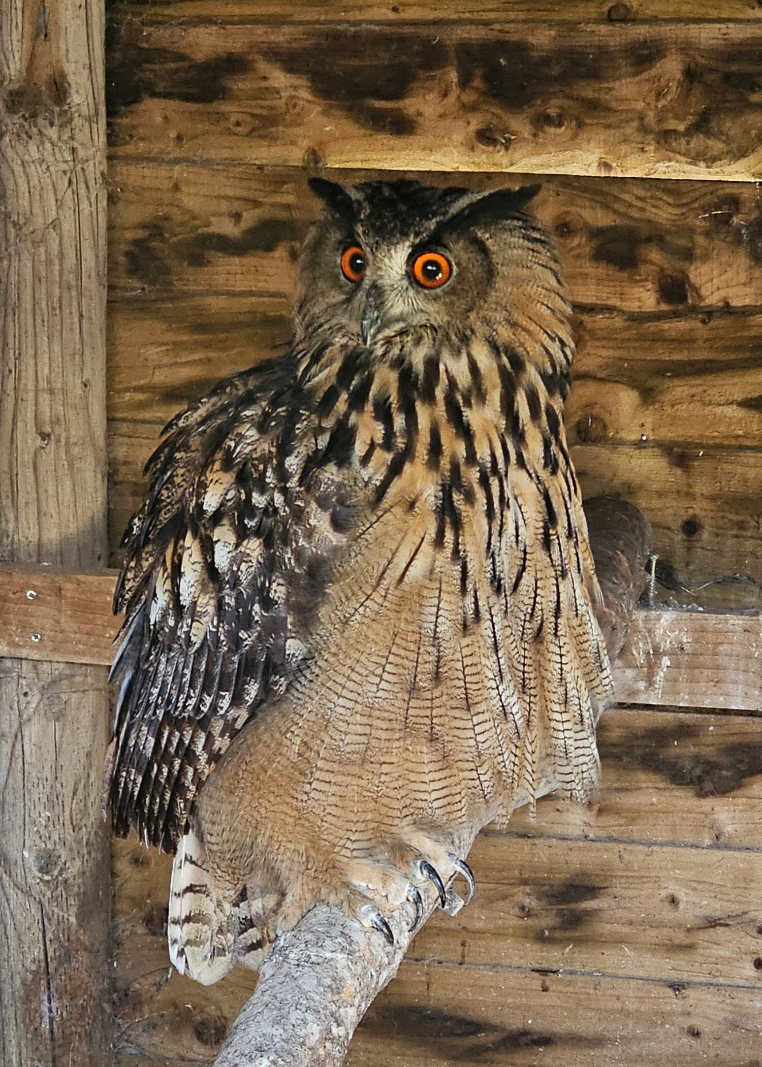 Owls